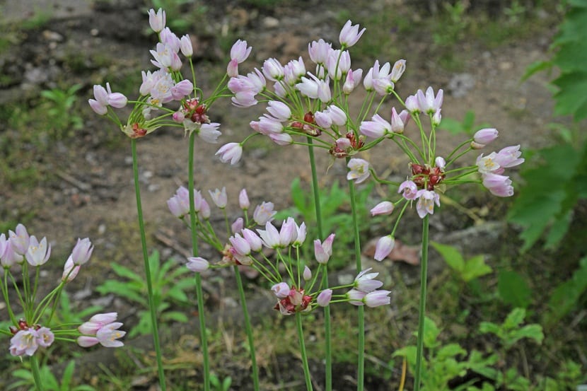 Ajo de culebra (Allium roseum): cultivo, usos y cuidados