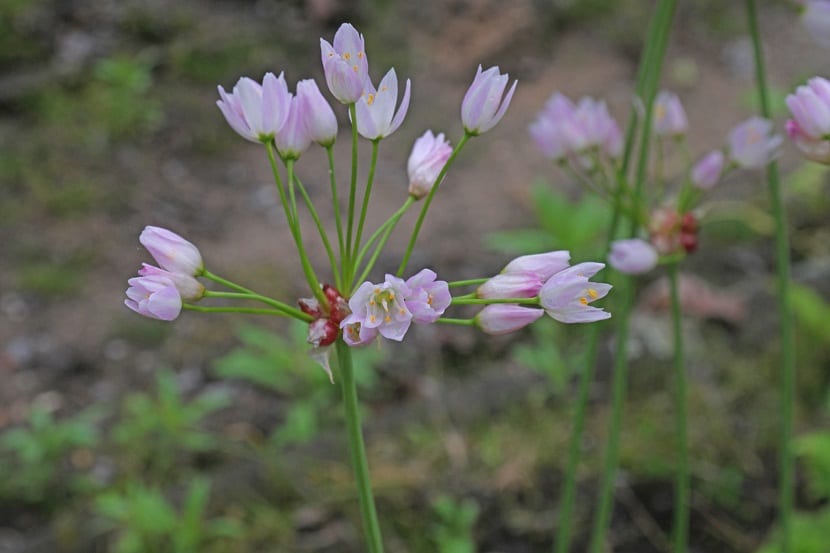 imagen de cerca de flores de tamano pequeno