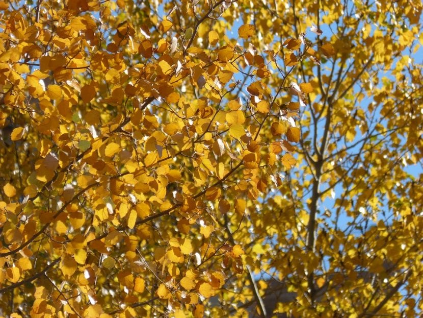 Álamos blancos en otoño