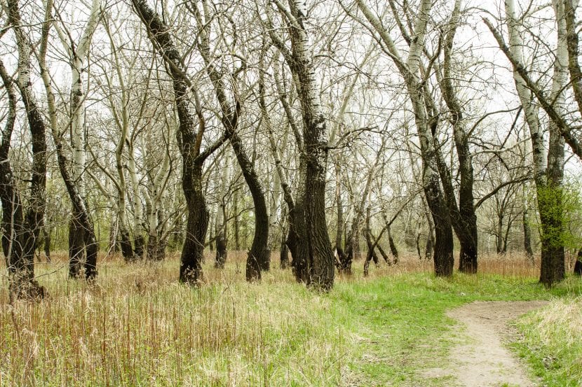 Bosque de álamos blancos