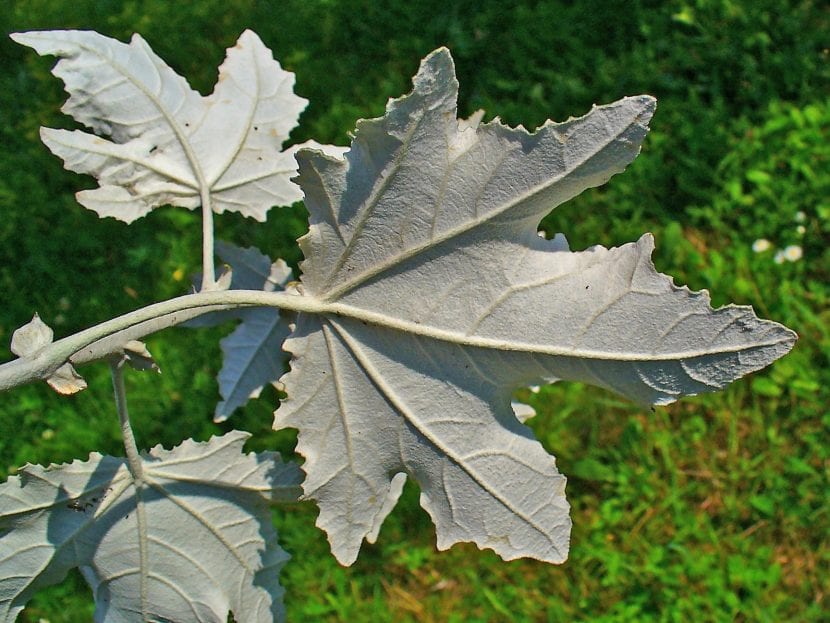 Hojas del álamo blanco