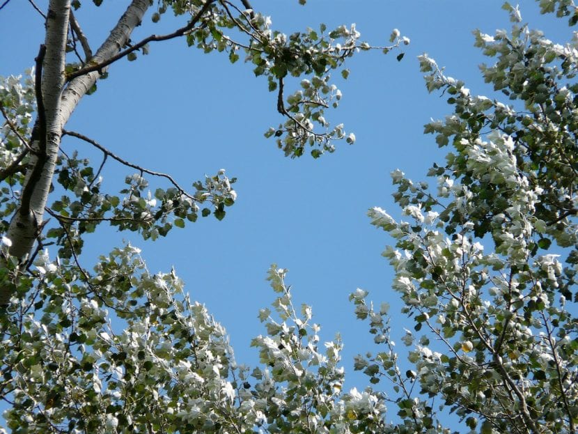 Populus alba, nombre científico de álamo blanco