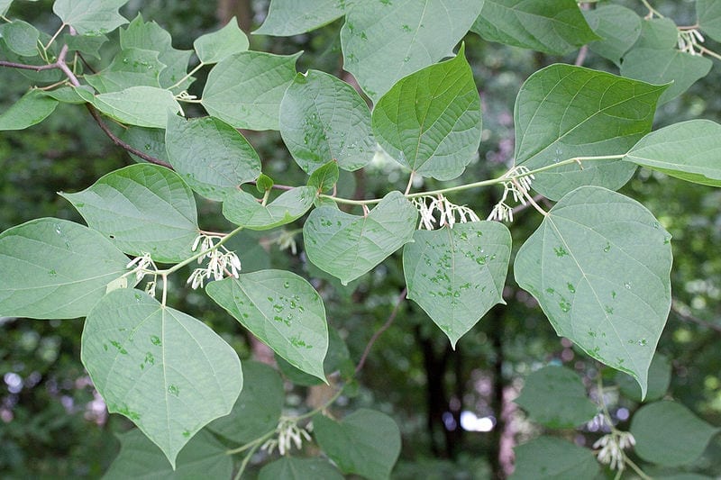 Hojas de Alangium chinense