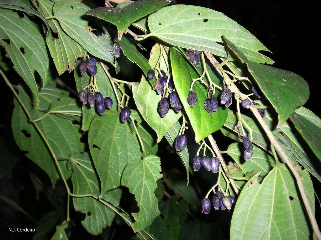 Frutos de Alangium chinense