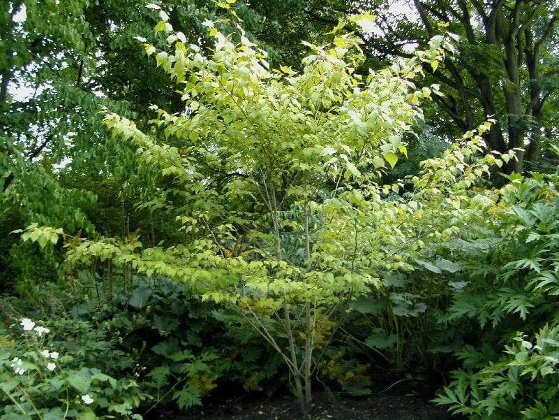 Alangium chinense