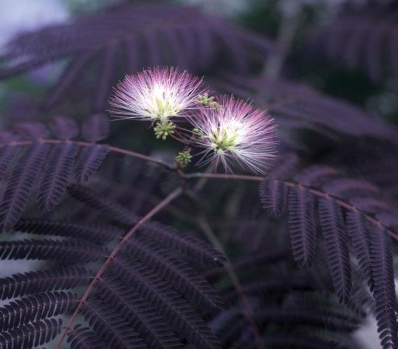 Albizia Summer Chocolate: cultivo, color y cuidados