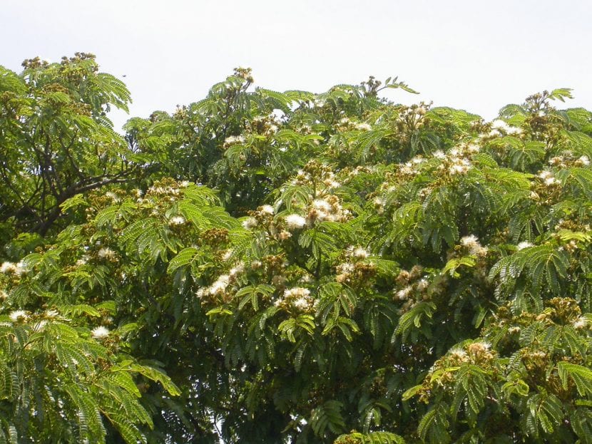 Vista de la Albizia schimperiana