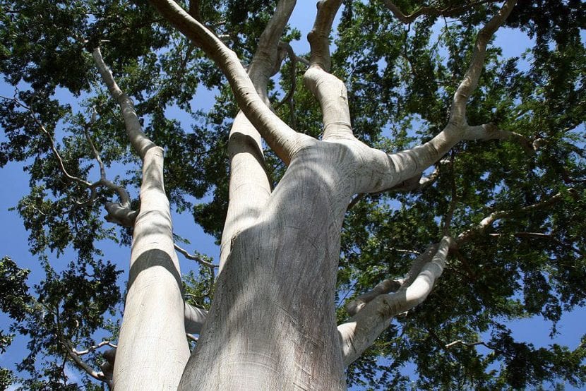 Las Albizia son plantas de jardín estupendas