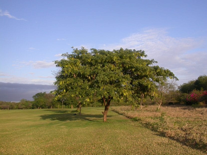 Las Albizia han de estar en el exterior