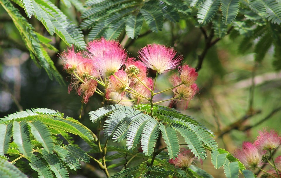 Albizia julibrissin: cultivo, poda y cuidados en España