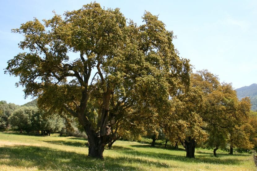 Vista de un magnífico ejemplar de alcornoque o Quercus suber