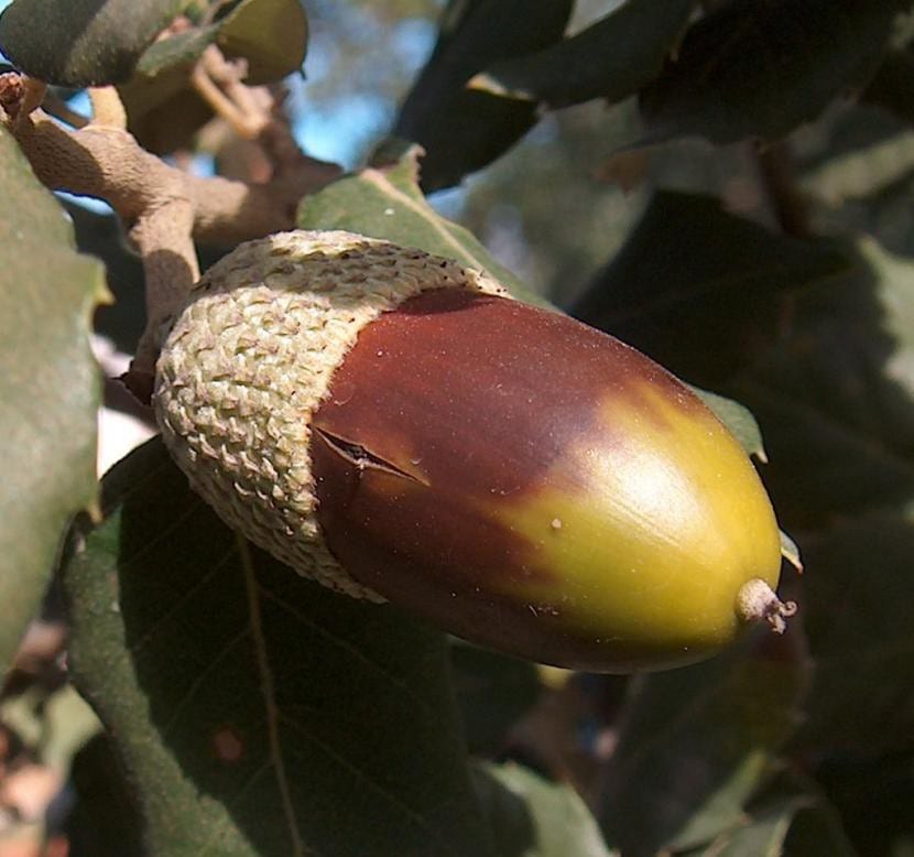 Vista del fruto del alcornoque