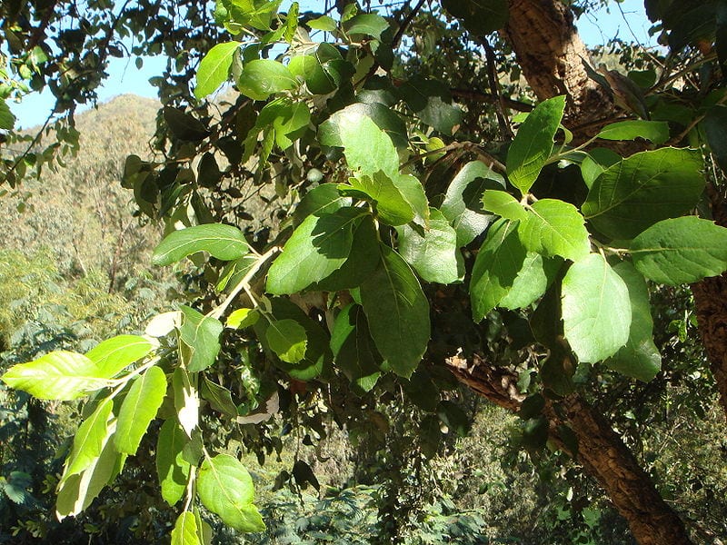Las hojas del alcornoque son de tamaño medio y de un color verde precioso