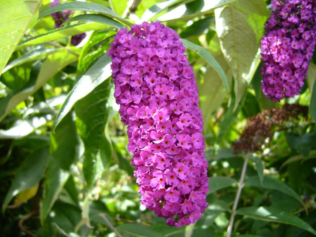 Buddleia