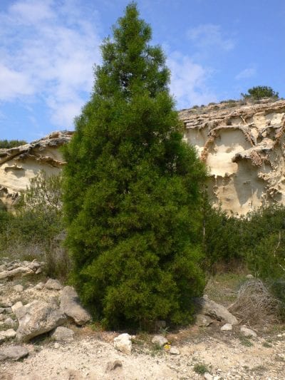 Tetraclinis articulata