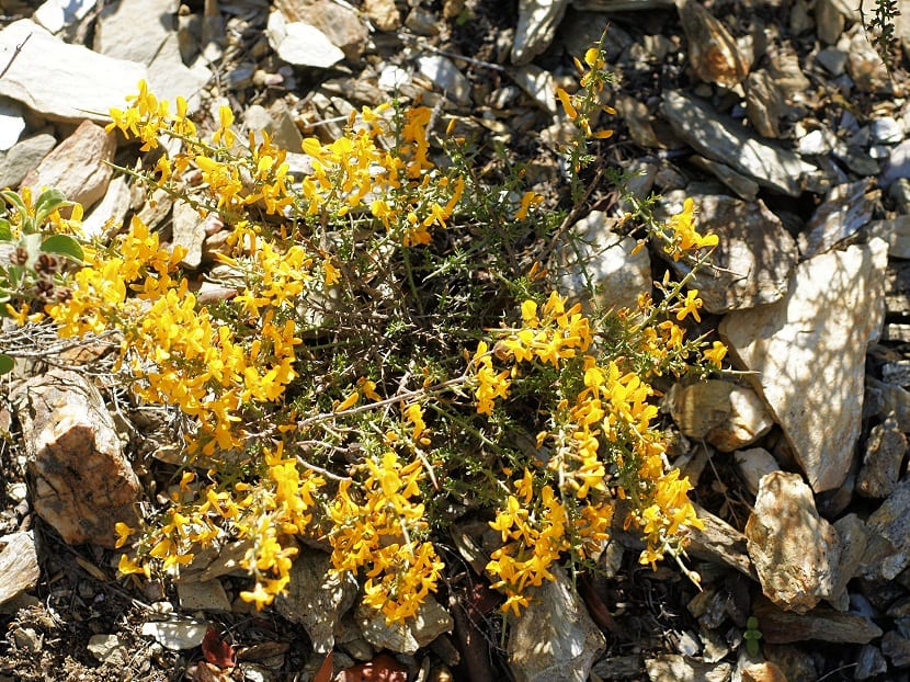 arbusto que sale de unas piedras y de color amarillo