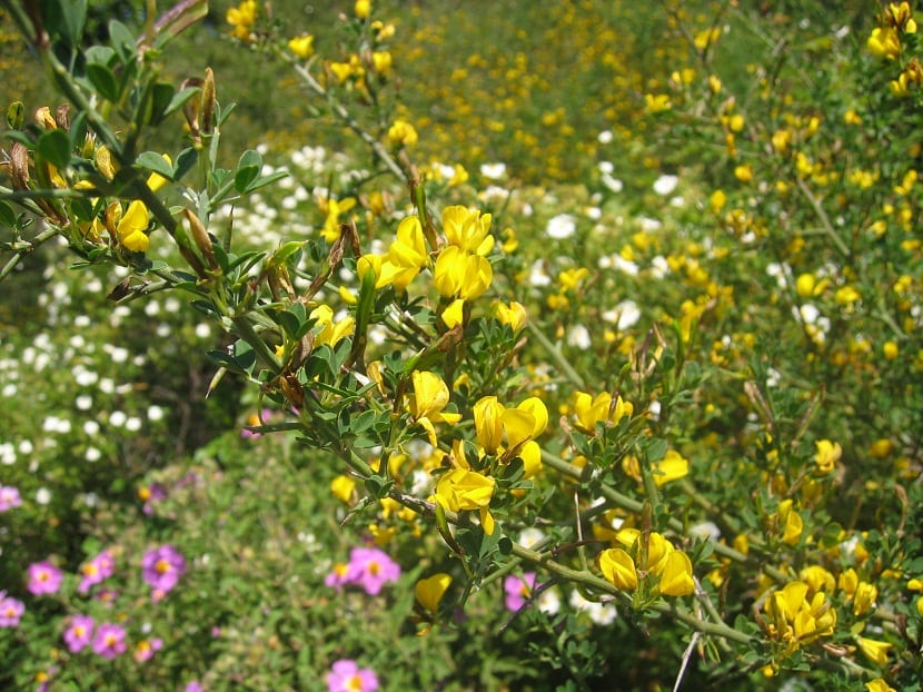 ramas de arbustos en medio del campo con flores amarillas