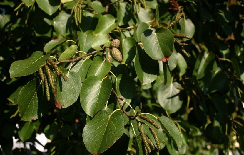 Hojas del Alnus cordata