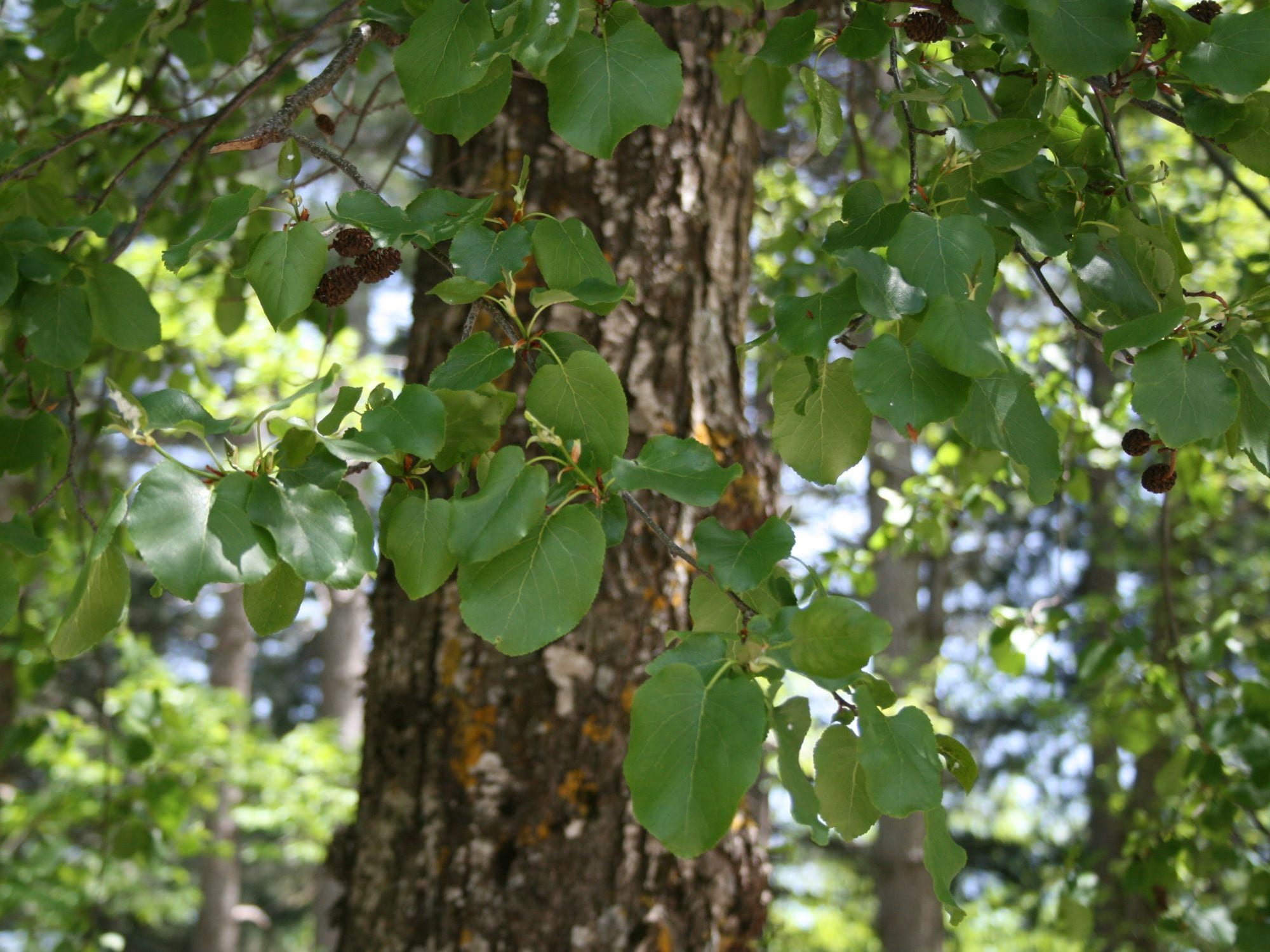 Aliso napolitano (Alnus cordata): el aliso que no necesita río