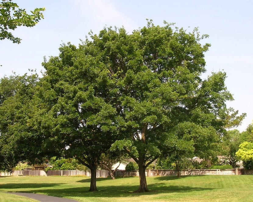 dos arboles altos con una copa llena de hojas verdes