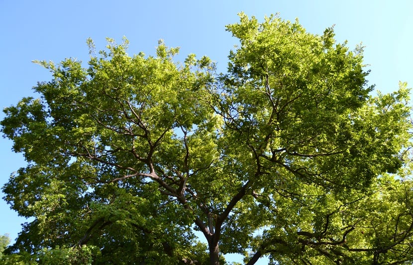 ramas altas de un arbol llamado Celtis sinensis