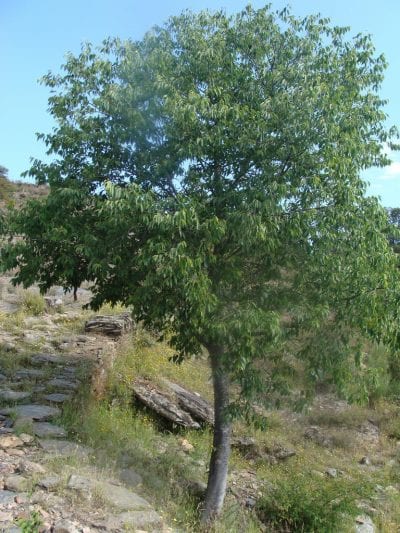 Celtis australis