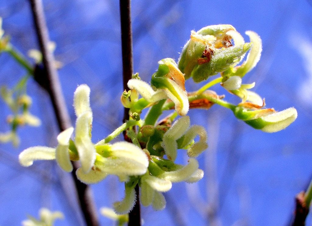 Flor de almez