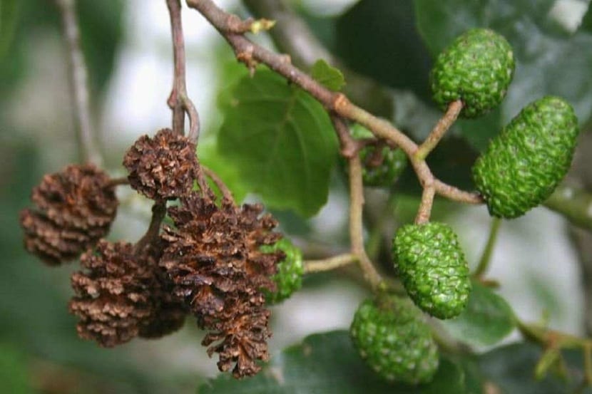 Frutos del Alnus glutinosa