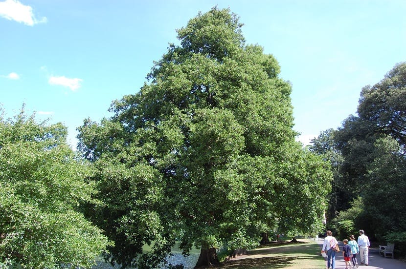 Alnus glutinosa