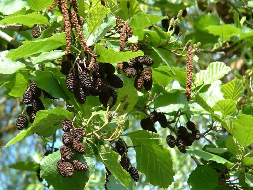 Características del Alnus glutinosa
