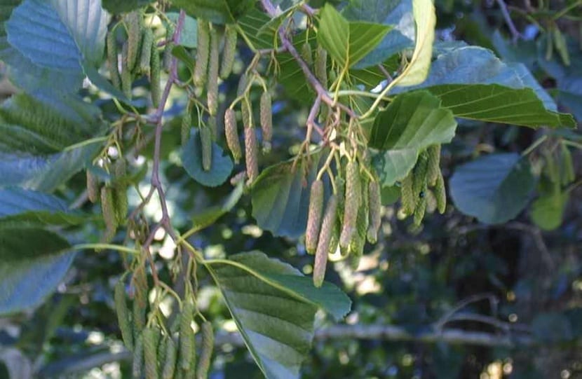 Clima del Alnus glutinosa