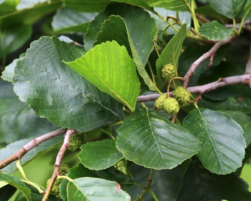 Hojas del aliso
