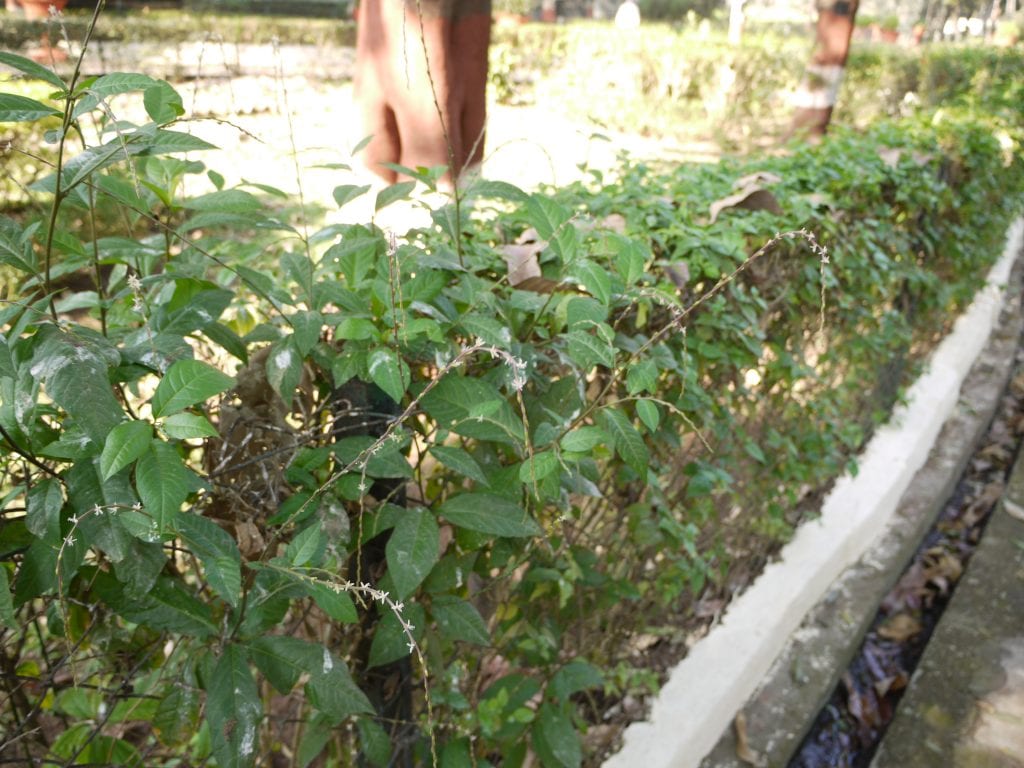 Anamu (Petiveria alliacea): cultivo y cuidados paso a paso