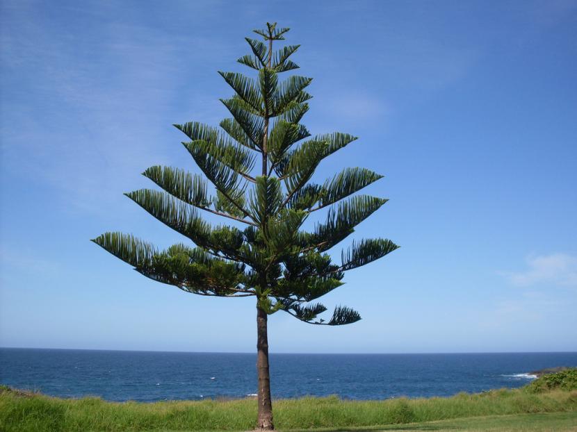 Araucaria