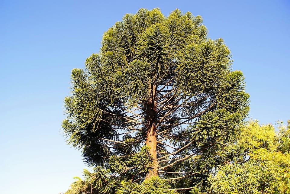 Araucaria heterophylla: guía de cultivo del pino de Norfolk