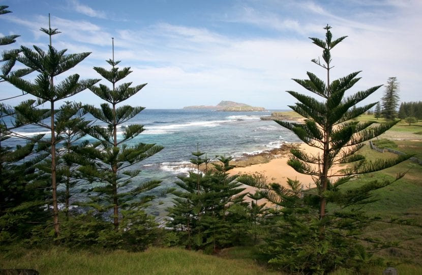 Ejemplares de Araucaria heterophylla en hábitat