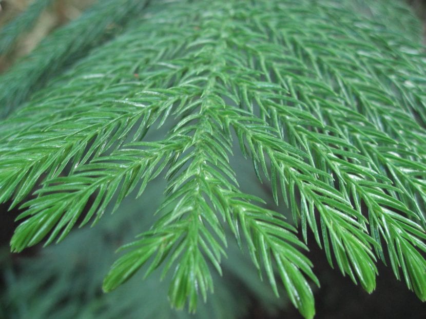 Detalle de las hojas de la Araucaria heterophylla