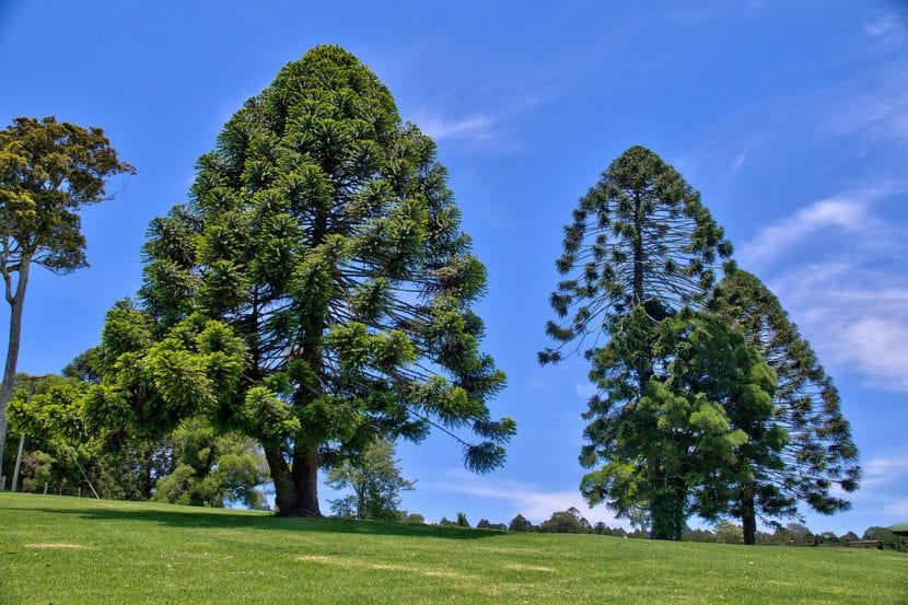 Ejemplares de Araucaria bidwillii