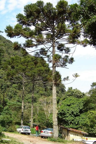 Ejemplar adulto de Araucaria angustifolia