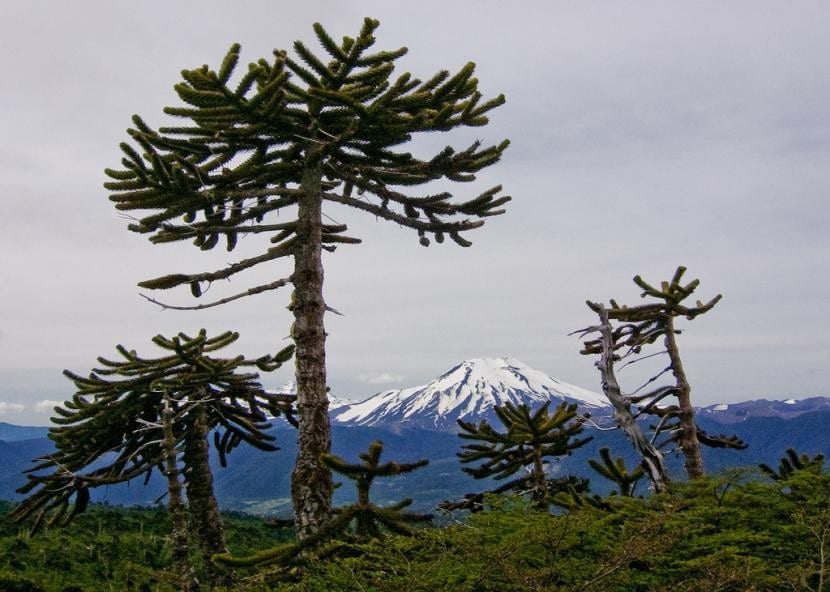 Plantas de Araucaria en hábitat