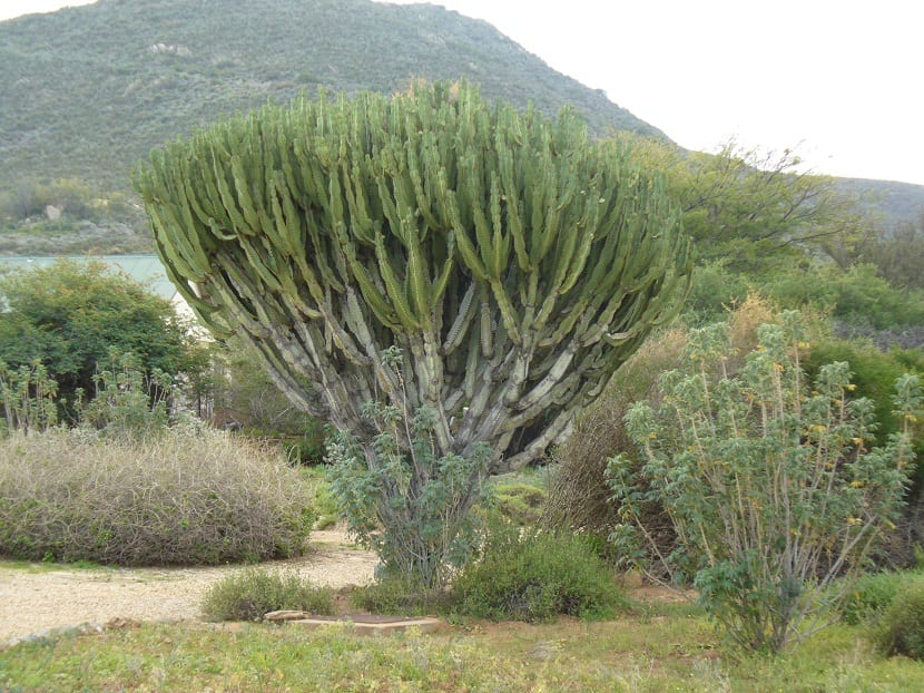 arbol alto que termina en cactus