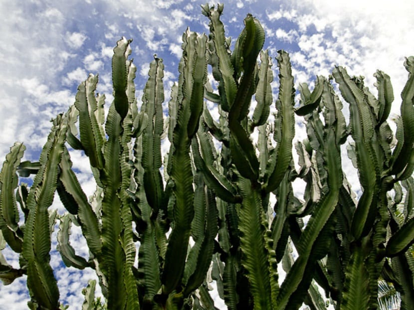 cactus altos de color verdodo