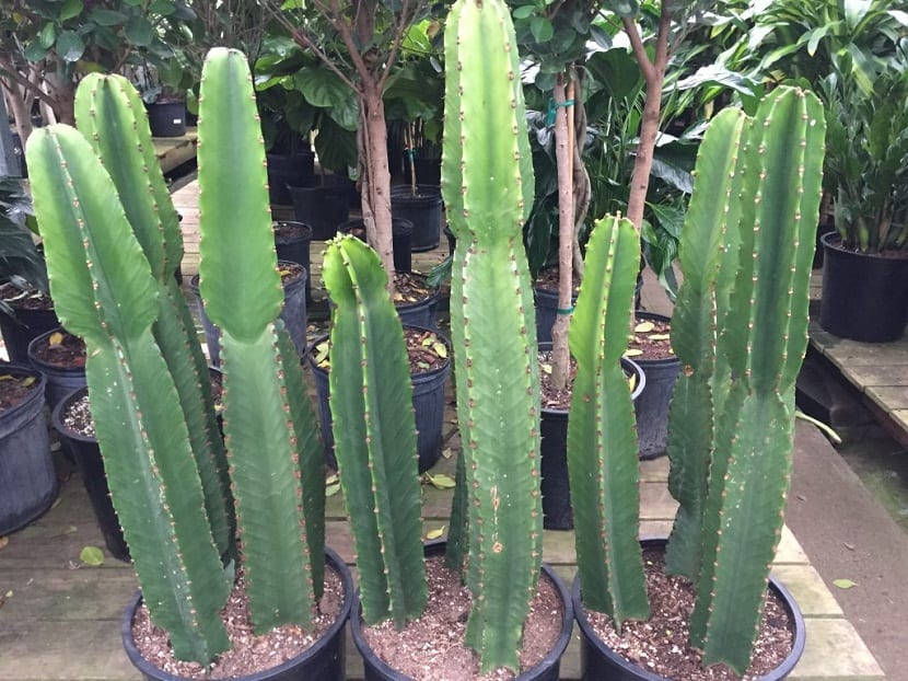 Euphorbia ingens: cuidados del árbol candelabro africano