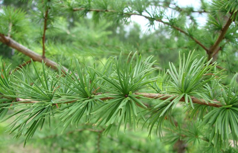 Hojas del Larix decidua