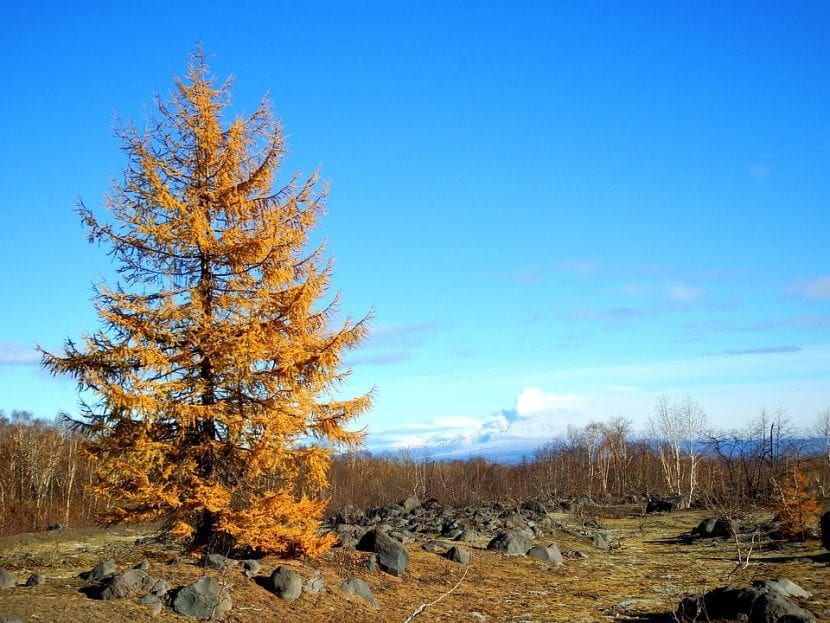 Alerce en otoño