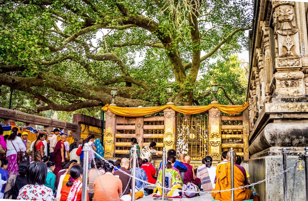 Árbol de Bodhi