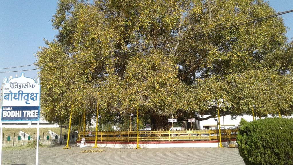 Árbol de Bochi