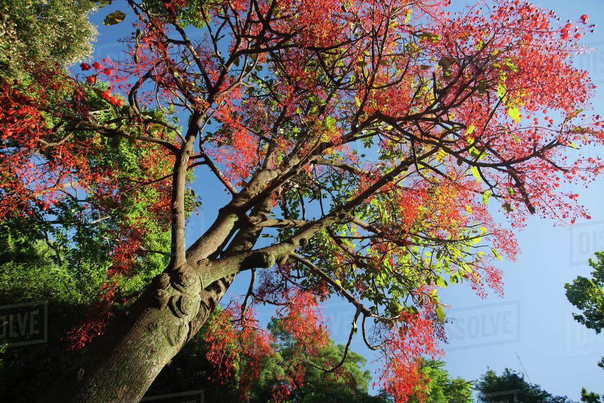arbol con ramas y hojas rojas llamado Brachychiton acerifolius