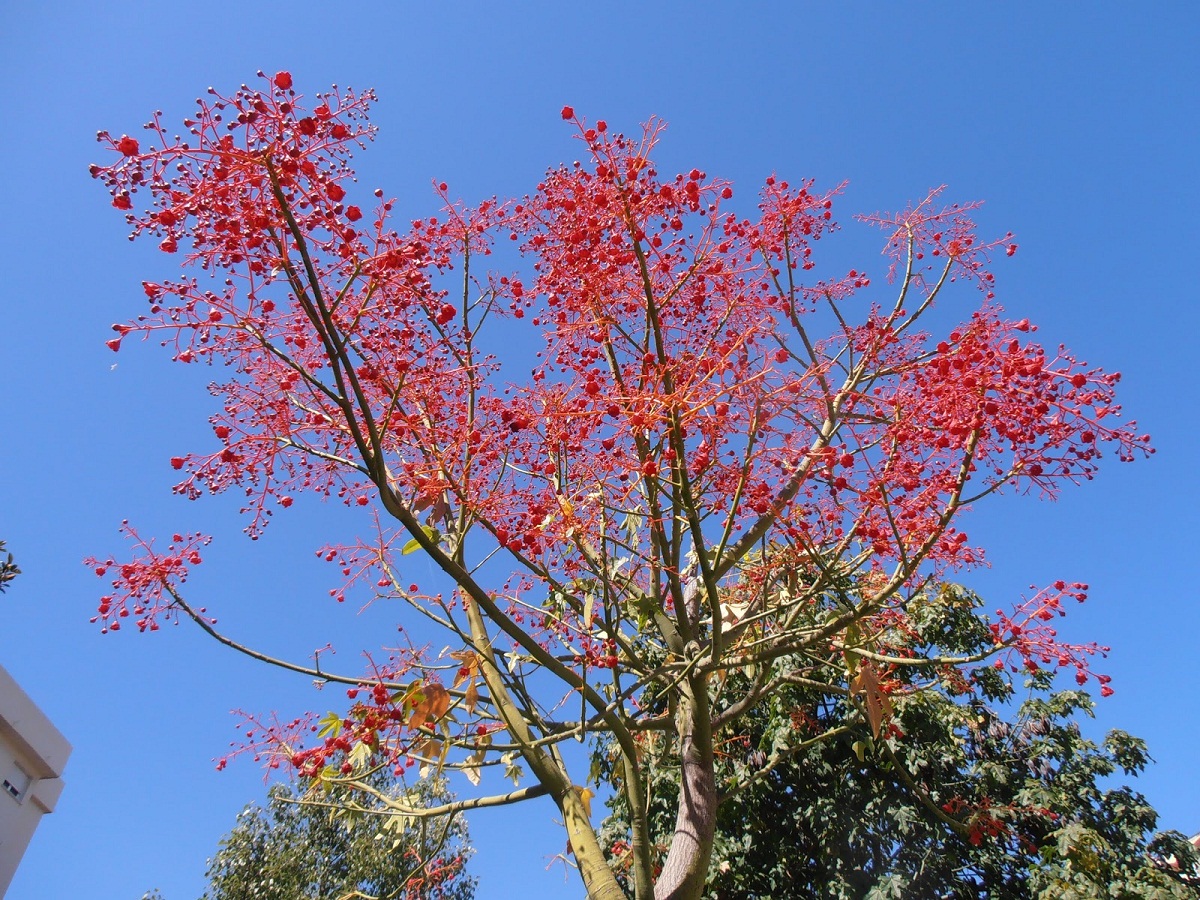 arbol de fuego o Brachychiton acerifolius