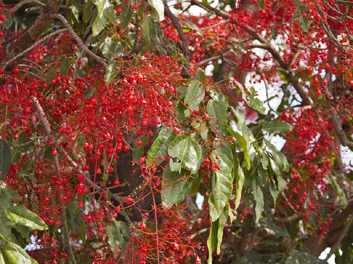 ramas de cerca del arbol de fuego